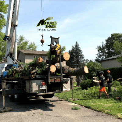 Natures Shade Tree Care - Tree removal process on-site