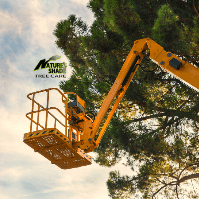 Natures Shade Tree Care - Tree Pruning with a Natures Shade truck arm in the air beside a tree that needs pruning