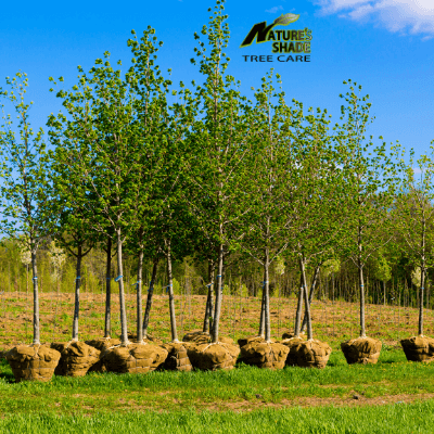 Natures Shade Tree Care - Tree and shrub planting with trees ready to be planted lined up side by side on the grass