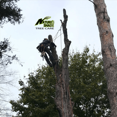 Natures Shade Tree Care - Cabling and Bracing Tree Removal