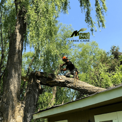 Natures Shade Tree Care - Emergency Tree Removal which fell onto a house and damaged the roof