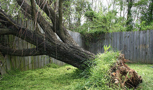 Tree Removal Barrie