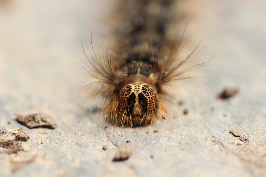 how to deal with gypsy moth infestation