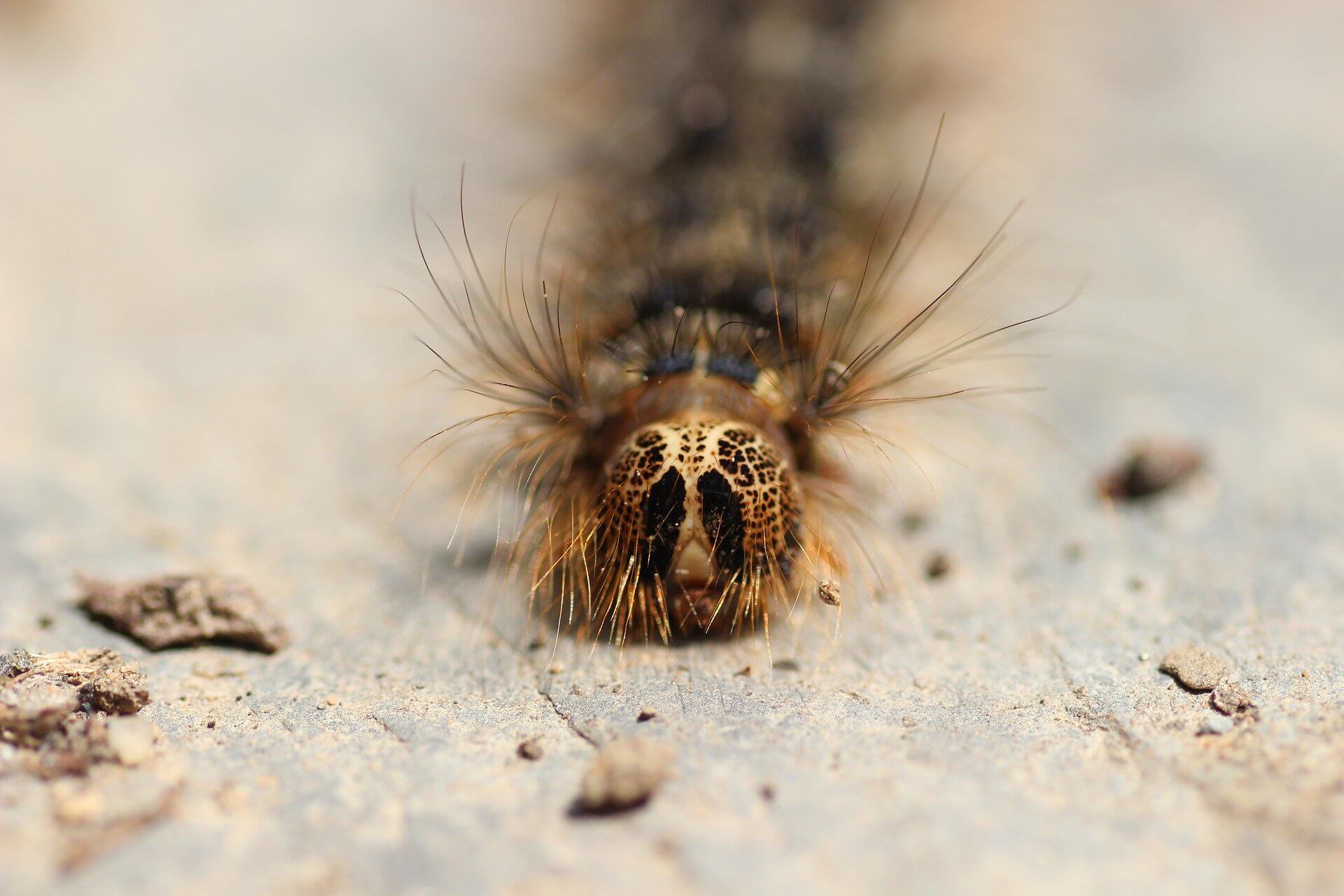 How to Deal with Gypsy Moth Infestation in Ontario Nature s