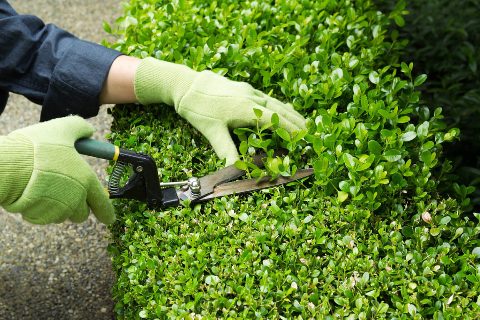 shrub-pruning-nature-s-shade-tree-care-tree-pruning-tree-removal