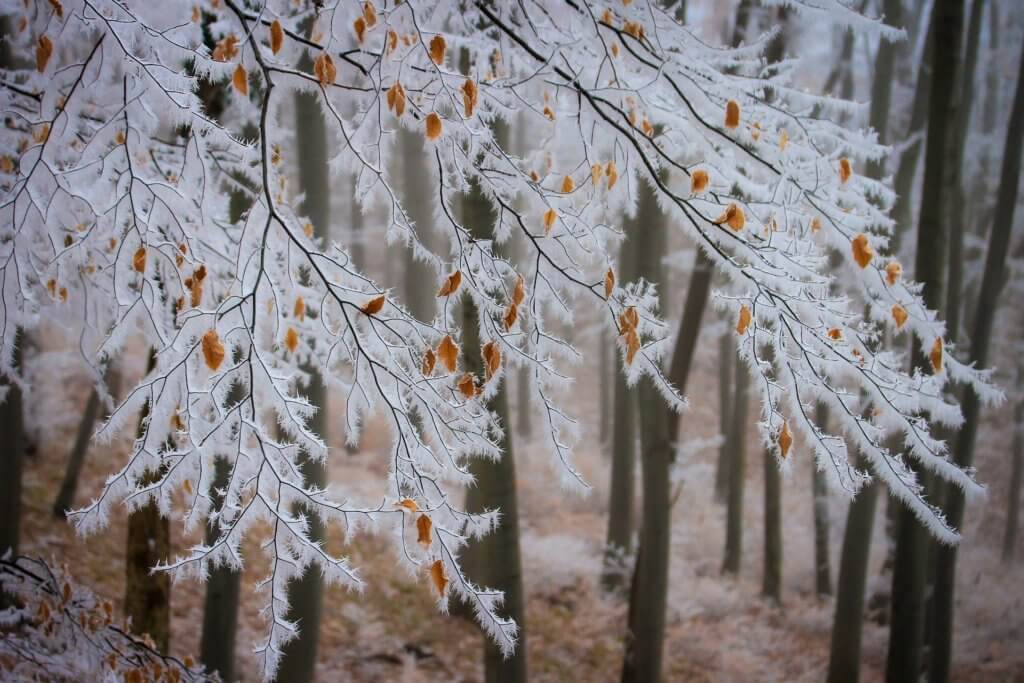 5 winter tree care issues