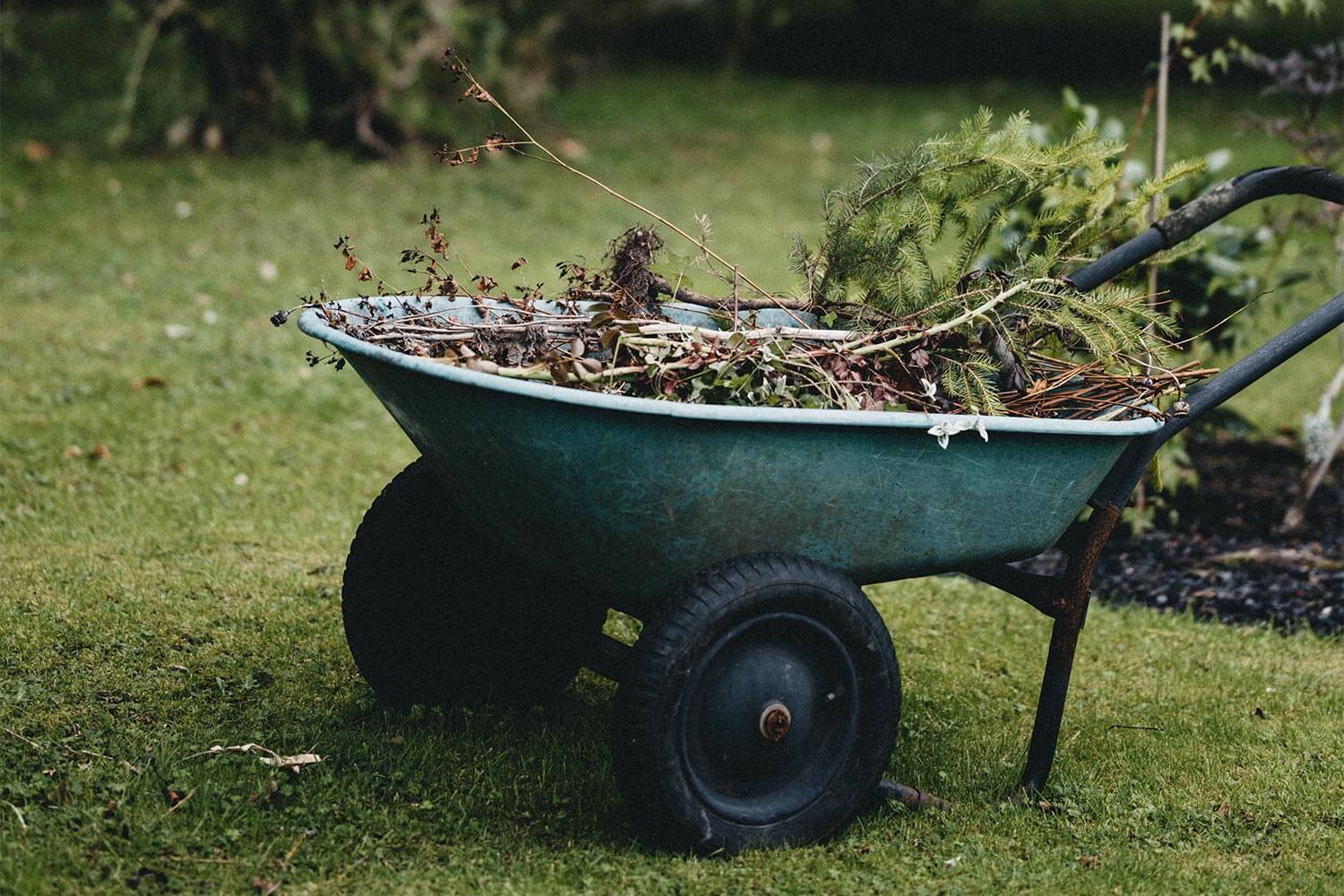 Leftover leaves in a wheelbarrow after tree pruning