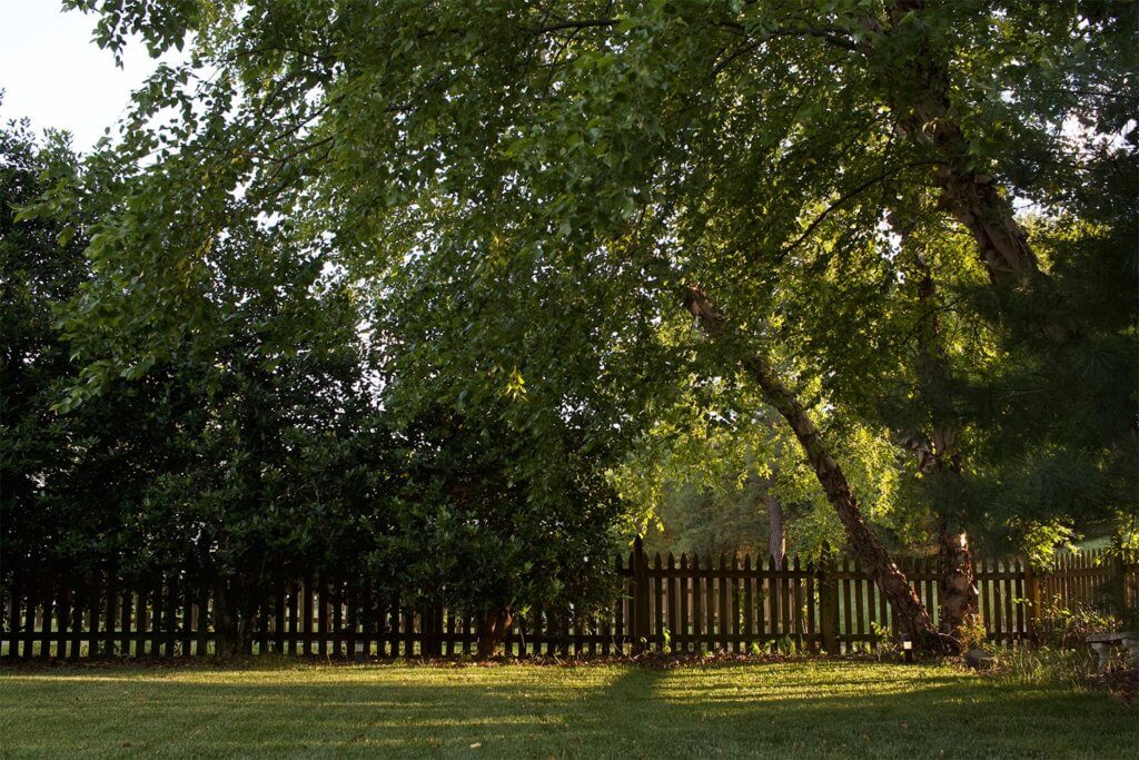 well pruned tree looking good and healthy