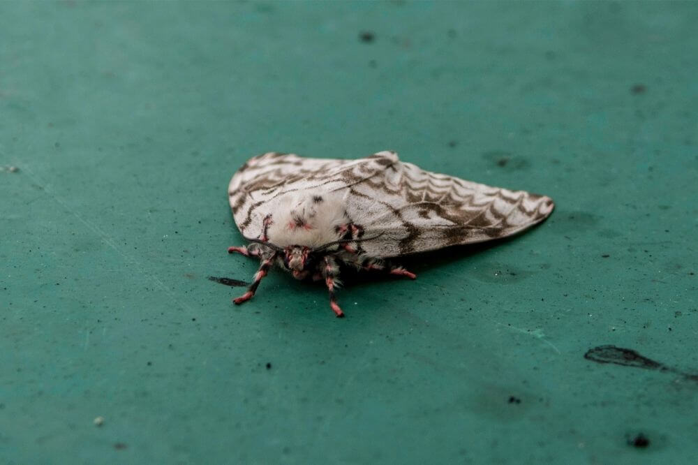 photo of a gypsy moth during the infestation of gypsy moth in ontario