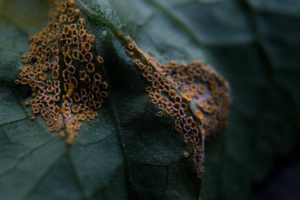 Puccinia violae, one of the most common leaf diseases