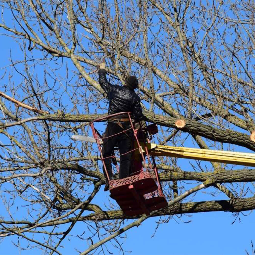 Tree Care worker cabling a tree in Newmarket