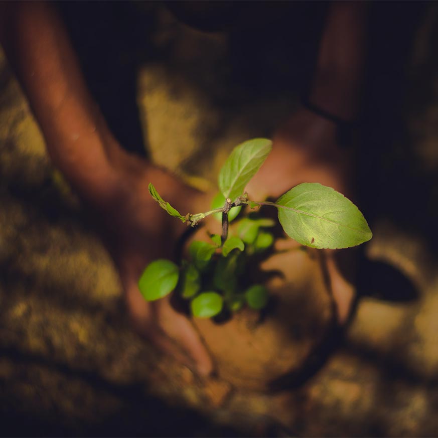 Person planting a young tree