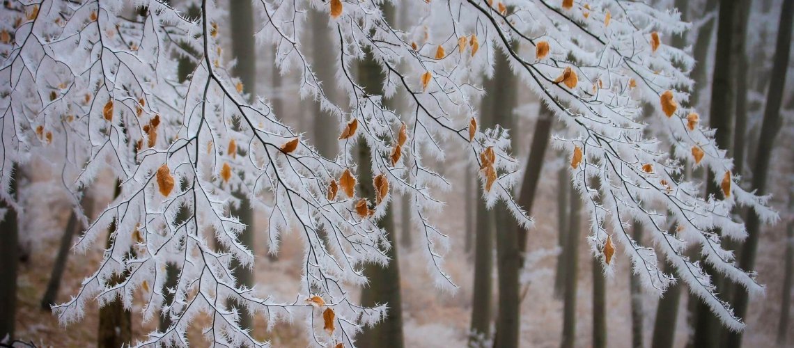 5 winter tree care issues