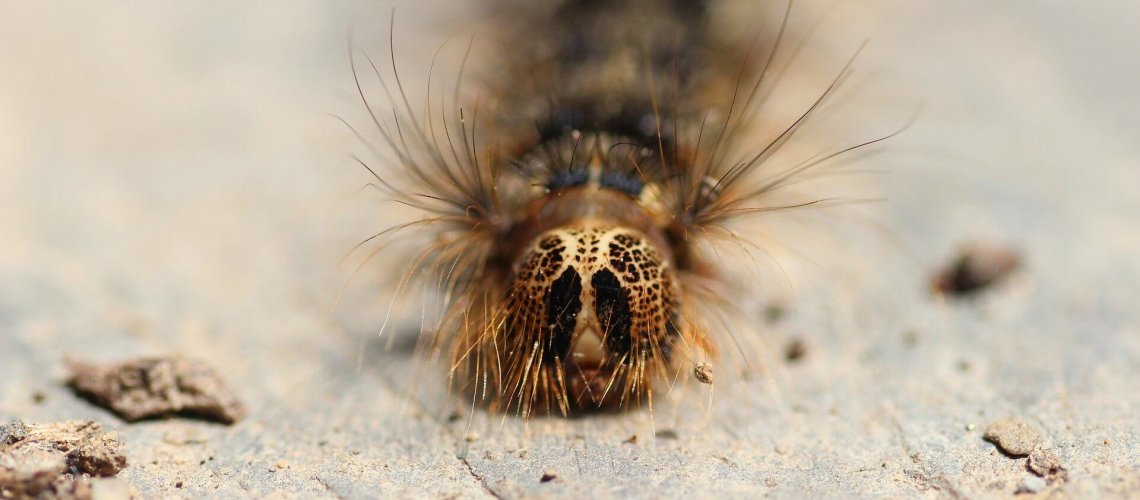 how to deal with gypsy moth infestation