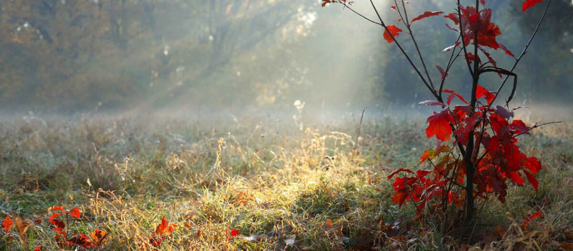 sapling with red leaves on the foreground of a field with sunlight shining through mist